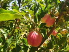  میوه | سیب سیب درختی