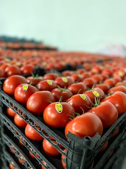  صیفی | گوجه گوجه گلخانه هیدروپونیک رقم 4129 و سانتلا