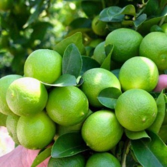  میوه | لیمو ترش معمولی