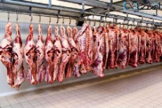  مواد پروتئینی | گوشت مرغ و گوساله و گوسفند