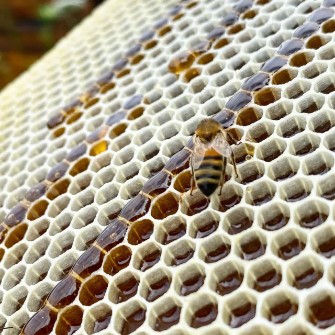  دامپروری | عسل گون وبهاره و گیشنیز و تغذیه‌ای