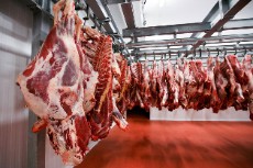  مواد پروتئینی | گوشت گوساله و گوسفندی منجمد وارداتی و داخلی
