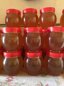  دامپروری | عسل عسل طبیعی