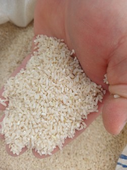  غلات | برنج برنج نیم دانه هاشمی