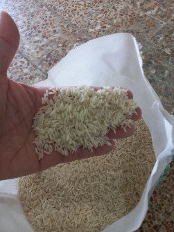  غلات | برنج شیرودی