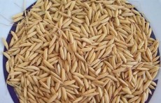  غلات | برنج شلتوک برنج طارم و هاشمی