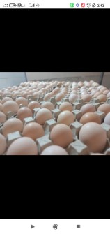  مواد پروتئینی | تخم مرغ تخم مرغ بومی