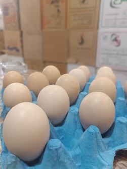  مواد پروتئینی | تخم مرغ تخم مرغ دوزرده