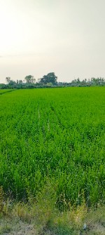  غلات | برنج برنج هاشمی اصل