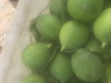  میوه | لیمو ترش لیمو سنگی ، خارگی لیسبون