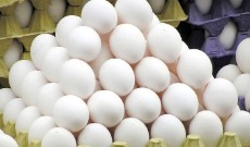  مواد پروتئینی | تخم مرغ خوراکی
