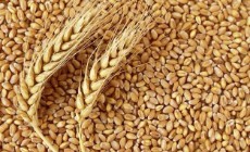  غلات | گندم گندم داخلی و گندم صادراتی ماهشهر