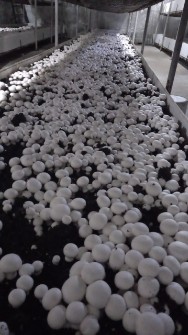  صیفی | قارچ تولید کننده قارچ دکمه ای