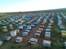  دامپروری | عسل عسل صد در صد طبیعی