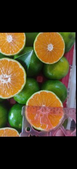  میوه | نارنگی نارنگی ژاپنی صادراتی
