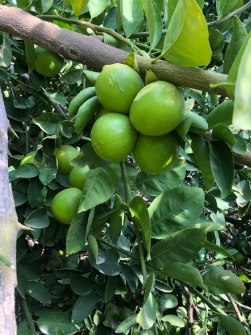  میوه | لیمو شیرین لیموشیرین درشت آبدار و درجه یک