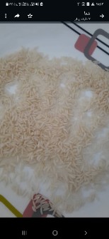  غلات | برنج طارم هاشمی مازندران