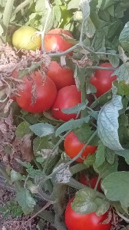  صیفی | گوجه گوجه ربی گوجه یونی ژن اصل