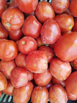  صیفی | گوجه ربی و پی اس