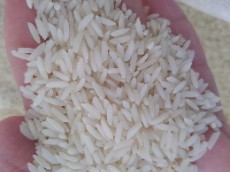  غلات | برنج طارم وشیرودی