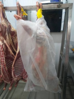  مواد پروتئینی | گوشت گوشت گوسفندی بره نر کشتار روز گرم