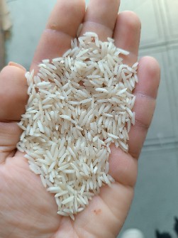  غلات | برنج طارم و طارم هاشمی