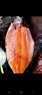  مواد پروتئینی | ماهی سالمون تروپلوئید
