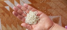  غلات | برنج طارم هاشمی و فجر