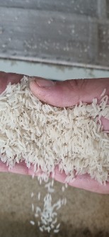  غلات | برنج برنج هاشمی.سرلاشه هاشمی