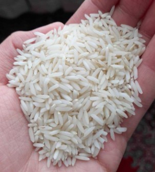  غلات | برنج هاشمی آستانه