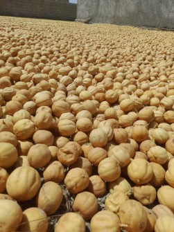  خشکبار | میوه خشک لیمو عمانی