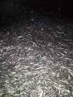  مواد شیمیایی کشاورزی | کود کود ماهی