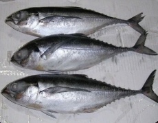  مواد پروتئینی | ماهی ماهی جش/مقوا
