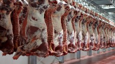  مواد پروتئینی | گوشت گوشت گوساله نر وکیوم 5 تکه