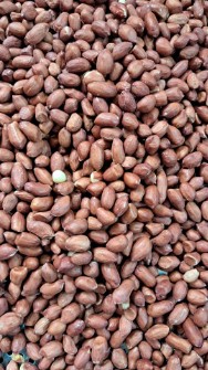  خشکبار | بادام بادام زمینی هندی