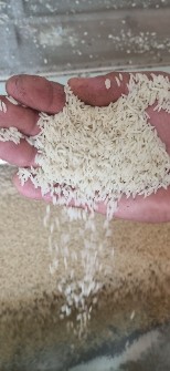  غلات | برنج برنج هاشمی.سرلاشه هاشمی