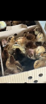  مواد پروتئینی | تخم مرغ حیوانات مزرعه