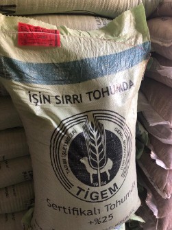  بذر و نهال | بذر بذر گندم هیبرید ترکیه
