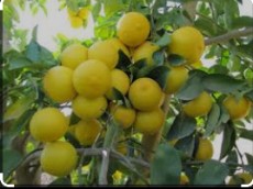  میوه | لیمو شیرین لیموشیرین