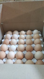  مواد پروتئینی | تخم مرغ تخم مرغ نطفه دار گلپایگانی