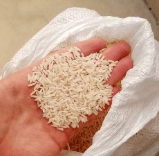  غلات | برنج هاشمی،فجر،ندا،شیرودی