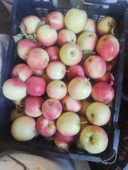  میوه | سیب سیب گلاب و سیب قرمز صادراتی