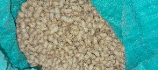  خشکبار | بادام بادام زمینی خام چینی