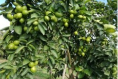  میوه | لیمو ترش لیمو سنگی