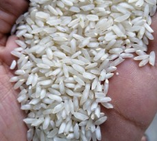  غلات | برنج برنج عنبر