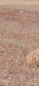  غلات | گندم آذر 2بذر مناسب کشت دیمی