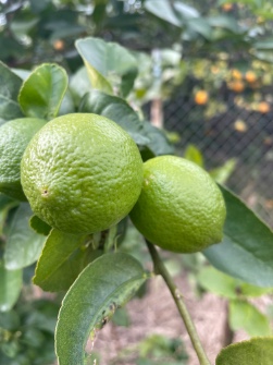  میوه | لیمو ترش لیمو ترش پرشین