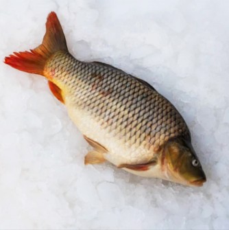  مواد پروتئینی | ماهی کپور طلای پرورشی