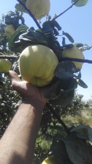  میوه | به اصفهانی