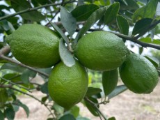  میوه | لیمو ترش سنگی